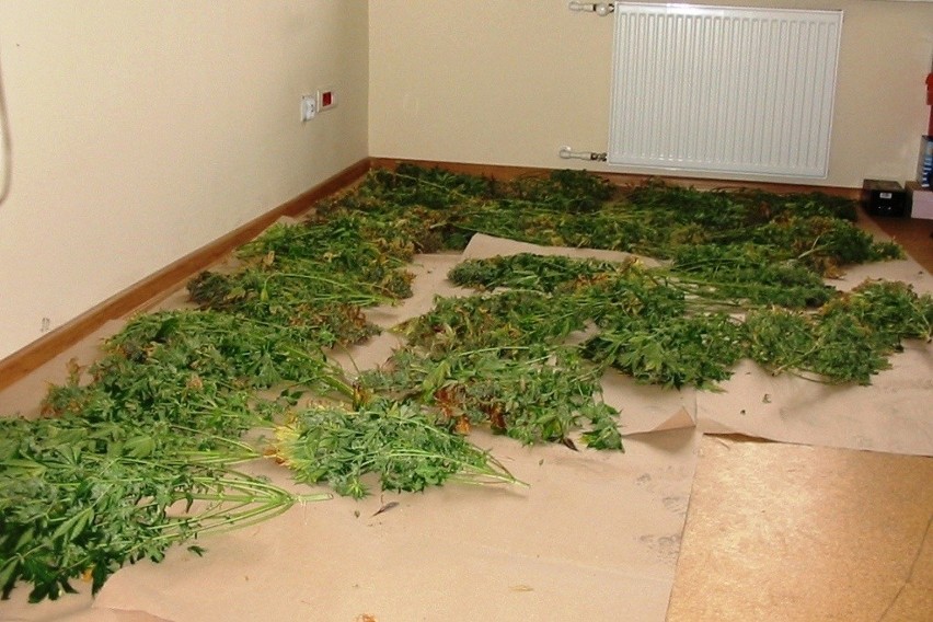 Plantacja marihuany i 600 g amfetaminy w kamienicy na Śląskiej [ZDJĘCIA]
