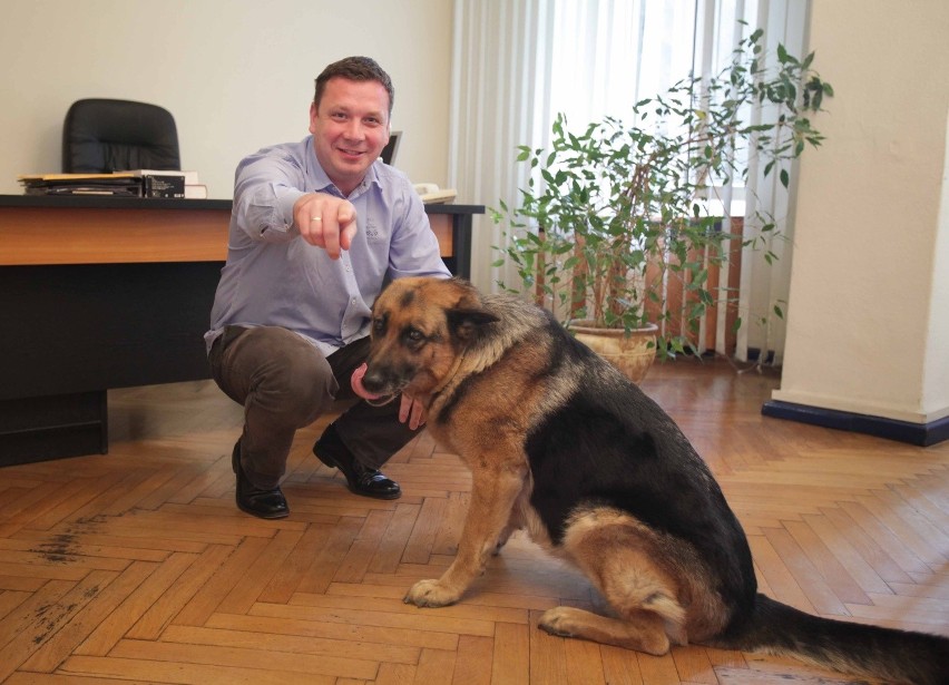 Szela - pies Izby Rzemieślniczej w Katowicach