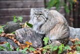 Mamy to! Kolejny manul z Poznania walczy o tytuł najpiękniejszego. Mania to mama Magellana