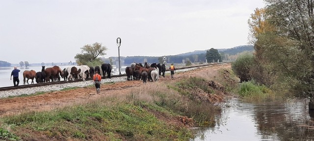 Konieczna była akcja strażaków, aby przetransportować konie z zalanych łąk koło Połupina na ląd