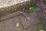 Ul. Radzymińska. Szczury wylazły po deszczu (zdjęcia)