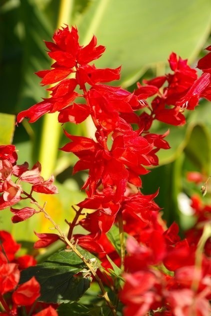 Intensywnie czerwona szałwia ożywi rabaty kwiatowe.