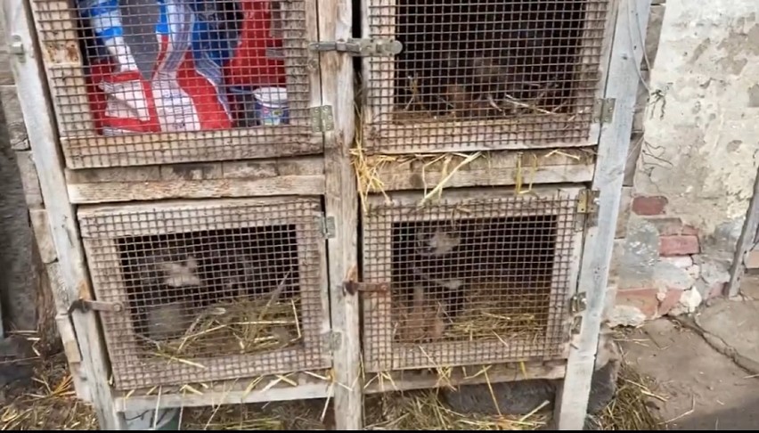 Psy trzymane w klatkach na króliki! "Więcej im do szczęścia nie trzeba". Zobaczcie film z interwencji inspektorów ochrony zwierząt