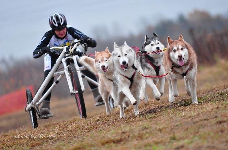 Psy husky uwielbiają bieganie, dlatego psich wyścigów w...
