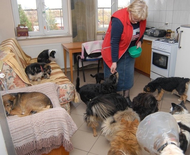 Halina Derwisz: Nie nadążamy już z przyjęciami. Niemal codziennie ludzie przywożą albo podrzucają nam szczenięta. W niedzielę uratowaliśmy od śmierci młodego psa porzuconego na giełdzie samochodowej. Psy śpią juz nawet w moim gabinecie.