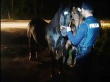 Konie biegały po drodze wojewódzkiej stwarzając zagrożenie w ruchu. Interweniowali policjanci z Rypina