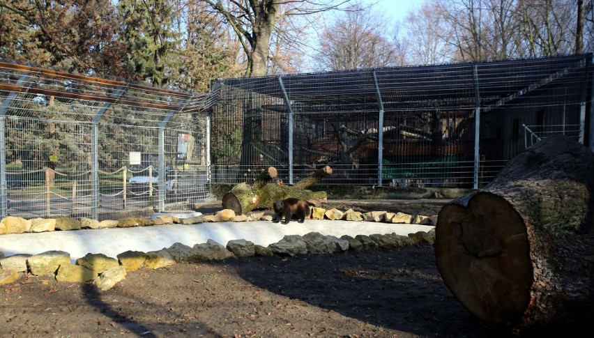 Dwa rosomaki ze śląskiego zoo mają nowy, większy wybieg