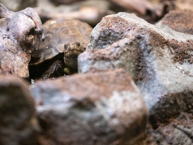 Żółwie są jeszcze młode, mają dwa, trzy lata. Więcej na kolejnych zdjęciach