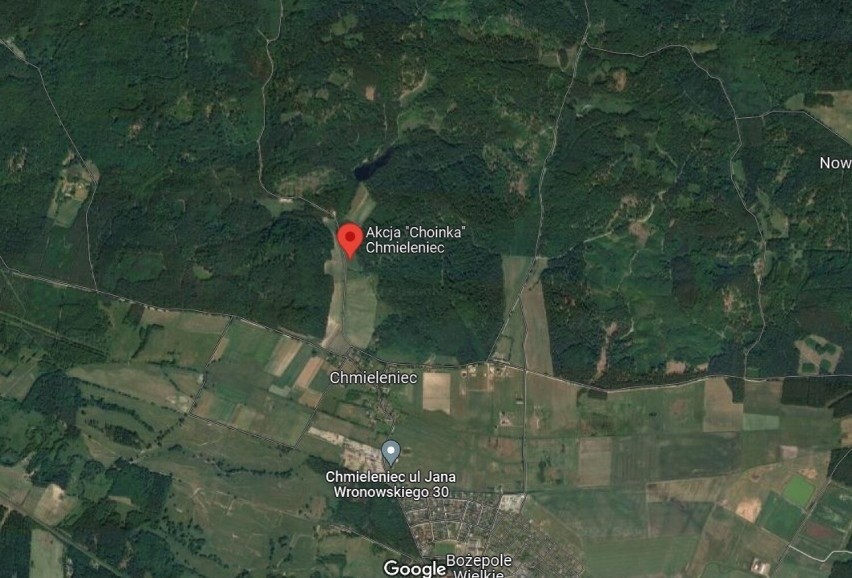 Plantacja choinkowa w Chmieleńcu