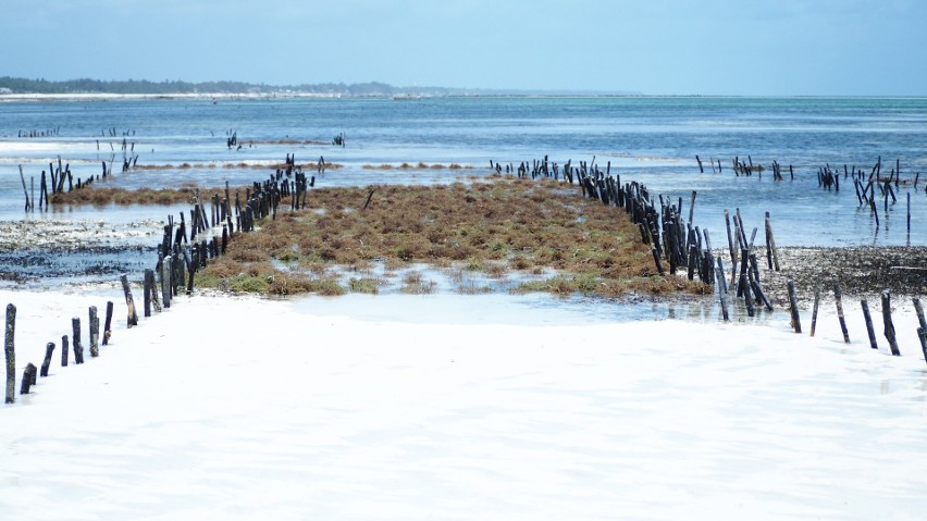 Zanzibar, bo o nim mowa, bardzo szybko dostosował się do...