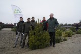 Choinki z Pustyni Błędowskiej trafiły do mieszkańców Klucz. Drzewka wycięto w ramach czynnej ochrony obiektu. Zobacz zdjęcia 