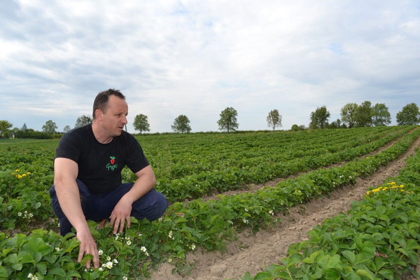 Michał Gmys z Wtelna uważa, że plantatorzy truskawek mogą...