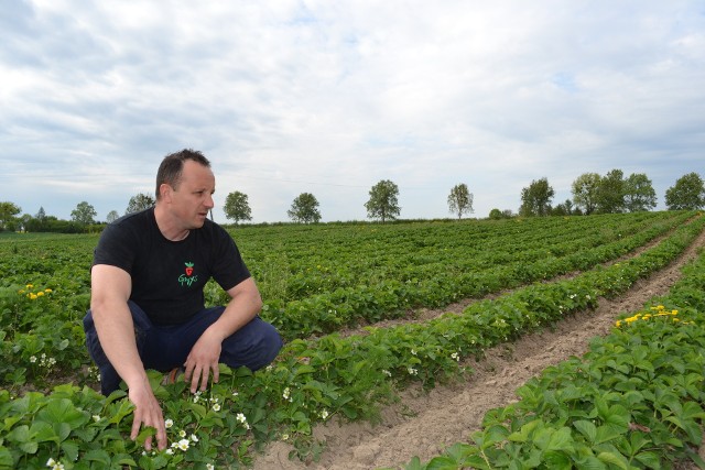 Michał Gmys z Wtelna uważa, że plantatorzy truskawek mogą mieć problemy ze znalezieniem pracowników do zbioru tych owoców. On na pewno skorzysta z nowych możliwości prawnych