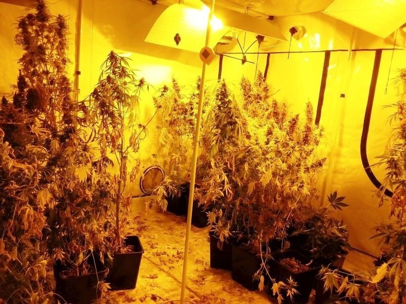 Skarżyska policja znalazła plantację marihuany