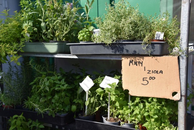 Sprawdź ceny roślin na zielonogórskim targowisku przy ul. Owocowej