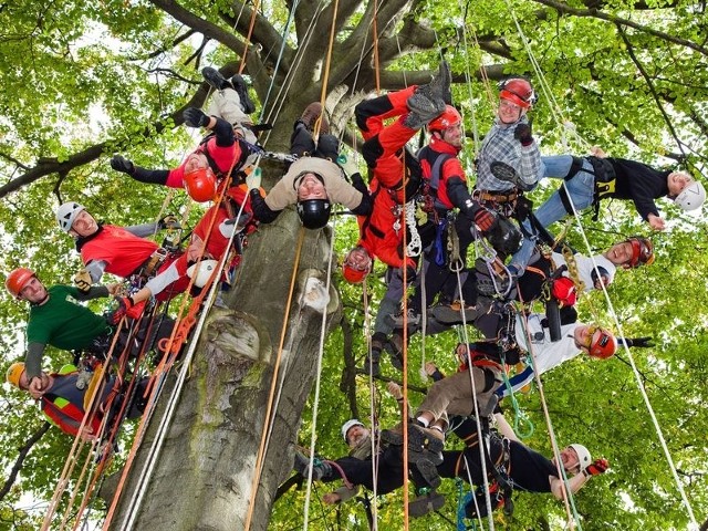 Jak mówią arboryści treeclimbing nie jest sportem ekstremalnym. W ich pracy poruszanie się po linach jest sposobem dotarcia na miejsce.