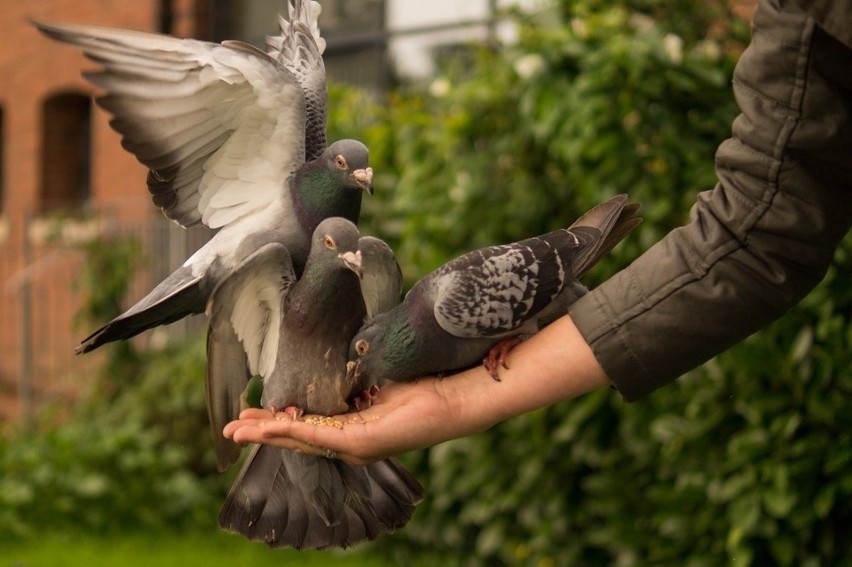 Krakowskie gołębie nie boją się bliskich spotkań z ludźmi