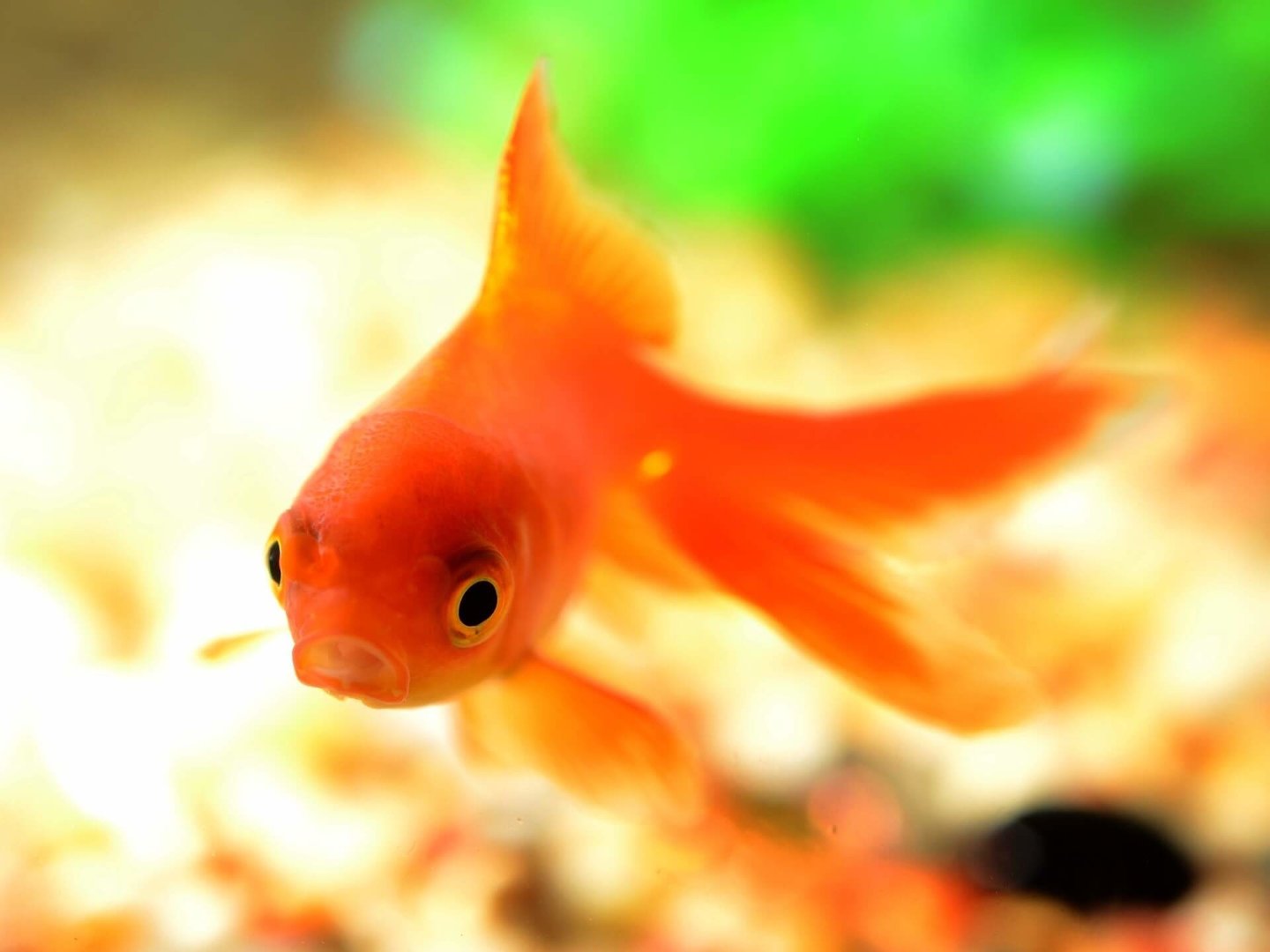 Złota rybka – jak ją uszczęśliwić, żeby spełniła Twoje 3 życzenia? | Kurier  Lubelski