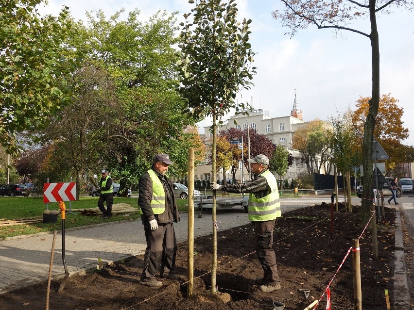 Wzdłuż poznańskich ulic posadzone zostaną nowe drzewka. 700...