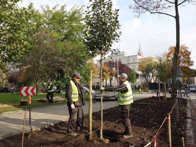 Wzdłuż poznańskich ulic posadzone zostaną nowe drzewka. 700 okazów ma wspomóc oczyszczanie powietrza w mieście.