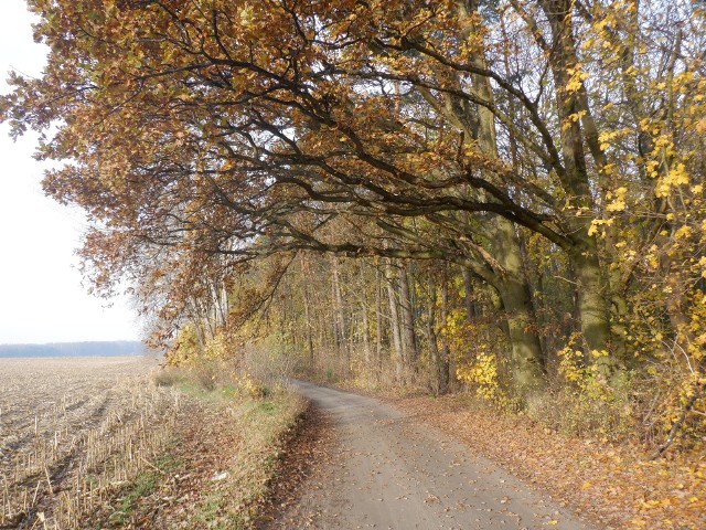 W regionie nastała piękna jesień. W te dni warto wybrać się na spacer lub na grzybobranie do lasu.