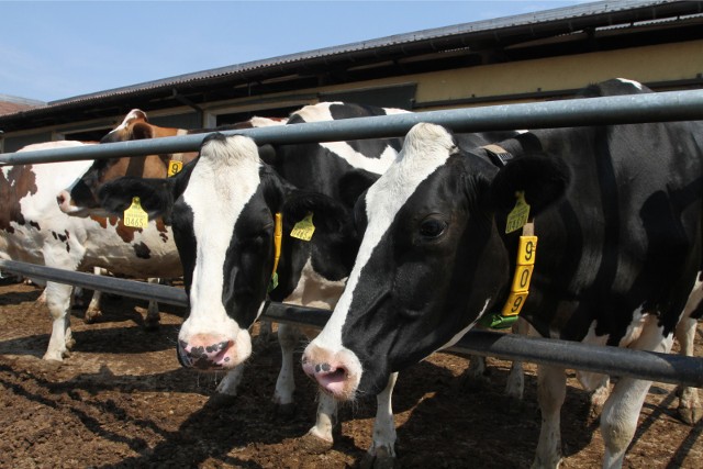 Z początkiem kwietnia 2016 roku dostawcy mleka do OSM w Piątnicy rozpoczęli żywienie swoich zwierząt wyłącznie paszami wolnymi od modyfikacji genetycznych