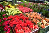 Na targowisku Korej w Radomiu jest duży wybór kwiatów balkonowych i ogrodowych. Jakie ceny? Zobacz zdjęcia