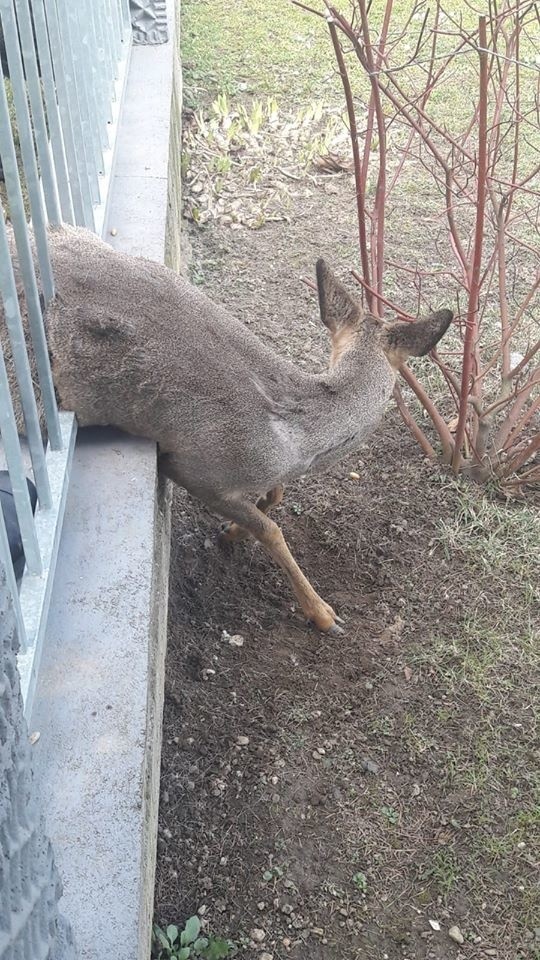 Sarna utknęła w ogrodzeniu w Niwnicy