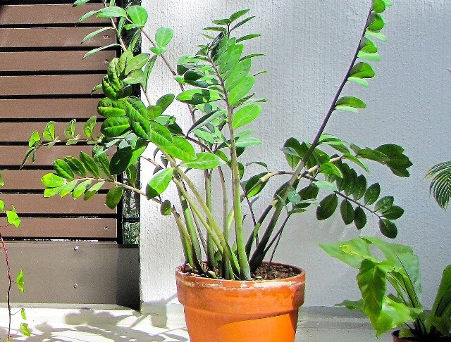 Zamiokulkasa można znaleźć w wielu polskich domach. Jest atrakcyjnym dodatkiem w każdym wnętrzu. Zamiokulkas to jedna z najmniej wymagających roślin domowych, która jest w stanie przetrwać naprawdę sporo. Sprawdza się zwłaszcza u osób, którym zdarza się zapomnieć o podlewaniu roślin. Tak najlepiej o niego dbać, gdy nie rosną nowe liście >>