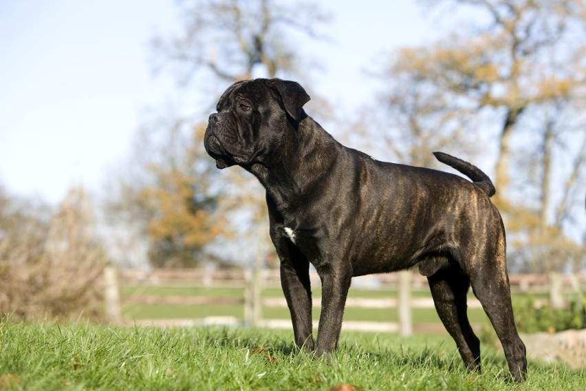 Cane corso...