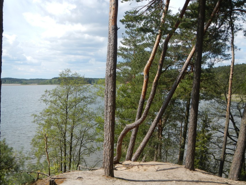Park Narodowy „Bory Tucholskie” spogląda na Jezioro Charzykowskie