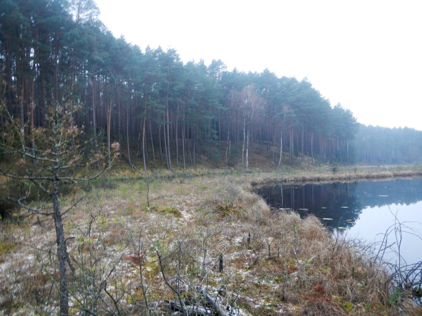 W krainie pływających wysp - koło Lubiewa, Klonowa i Zamrzenicy