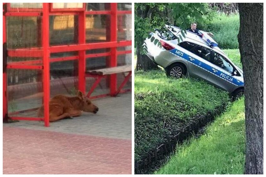 Dziwne, absurdalne i śmieszne sytuacje. To wydarzyło się na Podlasiu! W naszym regionie absurd goni absurd