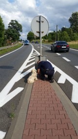 Przeginia. Pies przywiązany do znaku drogowego na środku ruchliwej DK 94. Policja szuka sprawcy