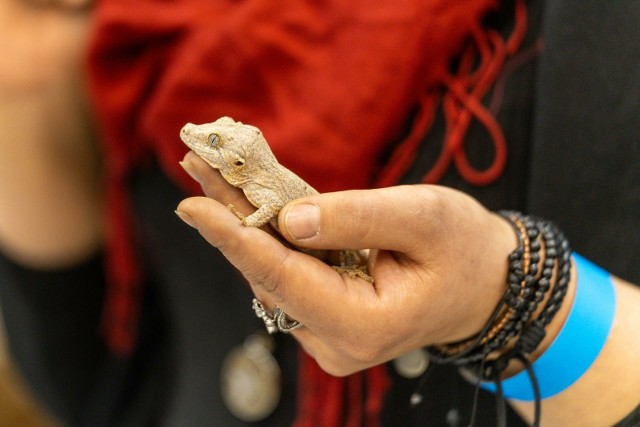 Egzotyczne zwierzęta ponownie w Gdańsku! Tak prezentują się okazy Dragon Expo