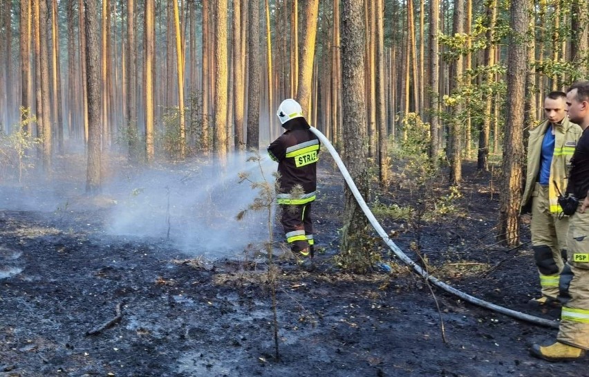 Pożar lasu w gminie Czarnia. W akcji także samoloty gaśnicze. 22.07.2022. Zdjęcia