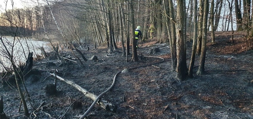 Strażacy z Czaplinka gasili pożar w lesie nad jeziorem [zdjęcia]
