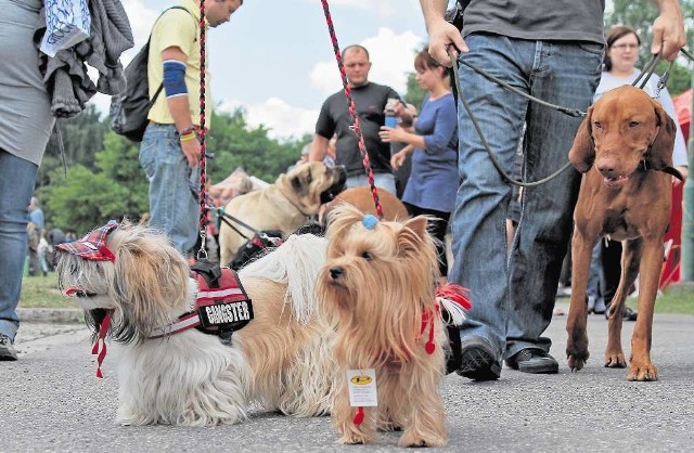 Do Krakowa przyjedzie ponad 2500 rasowych psów