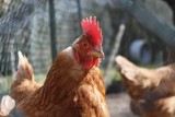 Nowe prawo może unicestwić polską produkcję jaj - wieszczą producenci