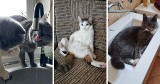 Ponad 1000 zdjęć od Czytelników. Oto Wasze ukochane kociaki! [zdjęcia]