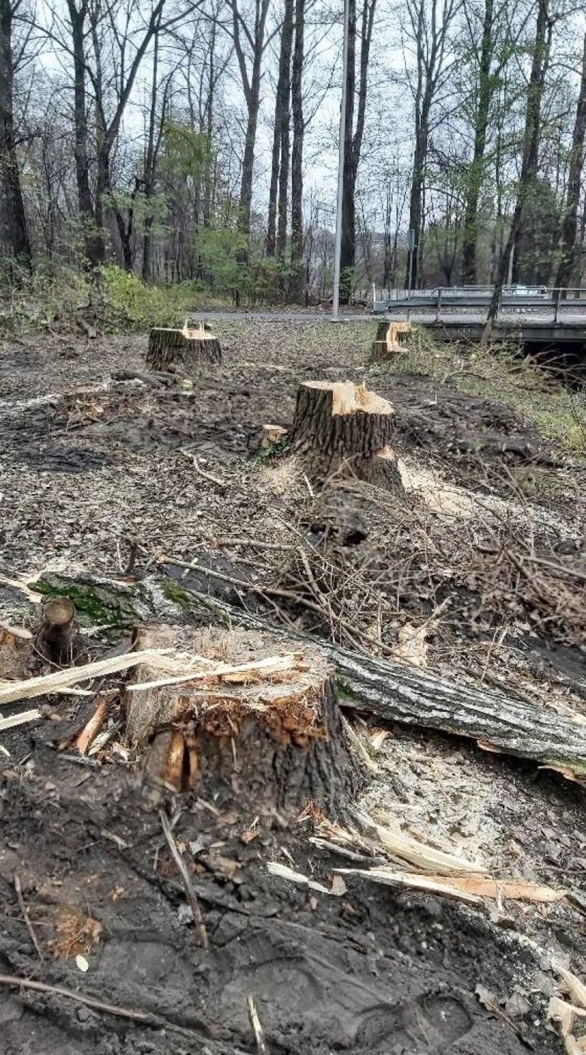 Las Bienia to ważne dla mieszkańców miejsce, a ostatnio...