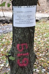 Wykonawca przebudowy alei Śmigłego-Rydza w Łodzi ponumerował drzewa. Mieszkańcy obawiają się, że zostaną one wycięte