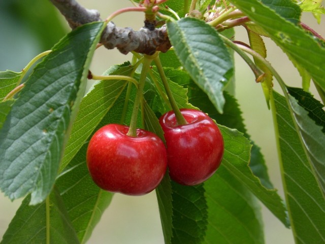 Wiśnie i czereśnie to znakomite letnie owoce. Pomimo że są podobne, drzewa mają różne wymagania uprawowe.