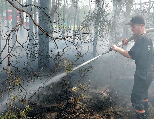 Gaszenie pożaru lasu w przysiółku Lucjan w Jastkowicach.