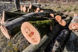 Nowy Targ. Miasto wycięło drzewa co oburzyło mieszkańców