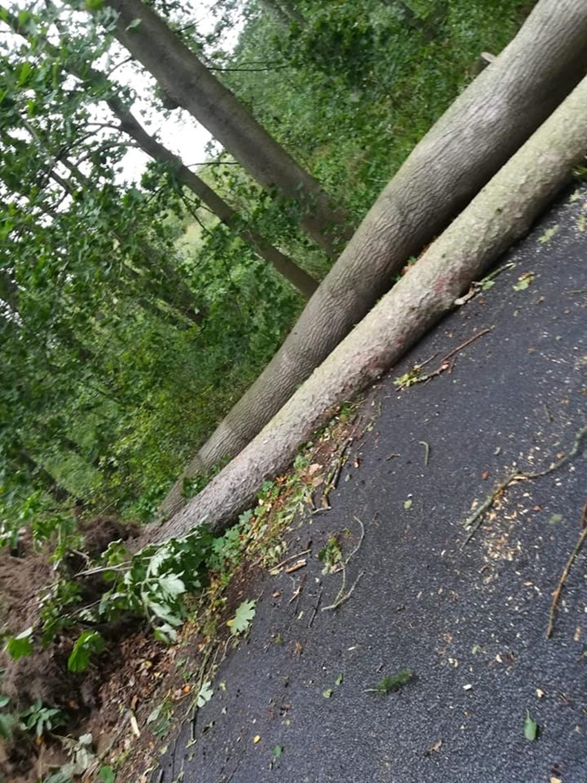 Drzewa powalone na drogi w Stargardzie i okolicy. Dwa spadły na samochody ZDJĘCIA