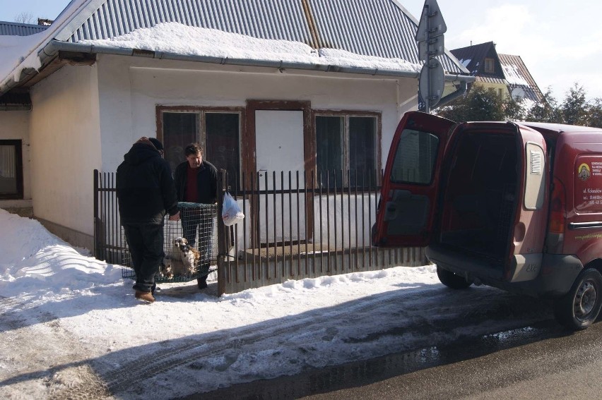 Poronin. Makabryczne znalezisko, psy zjadły zwłoki swego pana [ZDJĘCIA, WIDEO]