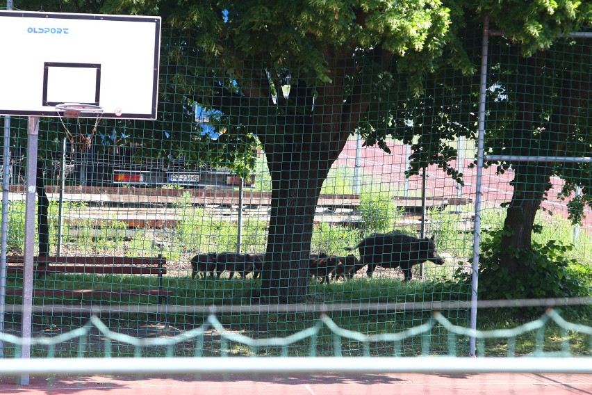 Dziki wychodzą z lasów. Zagrażają ludziom?...