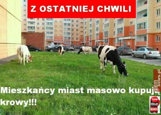 600+ na krowę: Program "Krowa plus" to już nie tylko 500 złotych! 600 plus na krowę i 300 plus na świnię wkrótce podbije polskie wsie? 