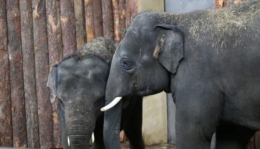 Słonie Scott i Ned przyjechały do chorzowskiego zoo